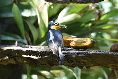 Melanerpes flavifrons