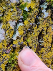 Mycena pseudocorticola