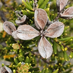 Orites revolutus