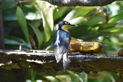 Melanerpes flavifrons