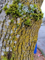 Mycena pseudocorticola