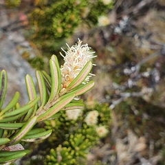 Orites revolutus