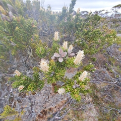 Orites revolutus