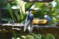 Melanerpes flavifrons