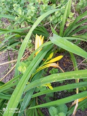 Hemerocallis