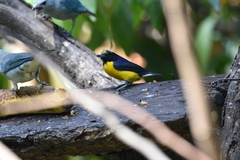 Euphonia chlorotica