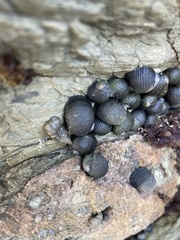 Nerita scabricosta
