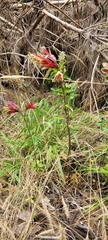 Alstroemeria psittacina