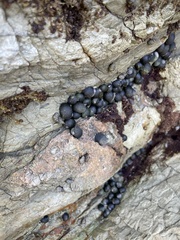 Nerita scabricosta