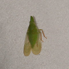 Rhynchomitra