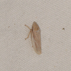 Prairiana