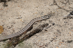 Pygopus lepidopodus