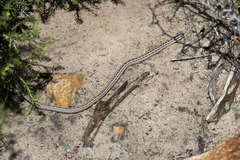 Pygopus lepidopodus