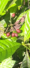 Psychotria nervosa