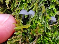 Mycena pseudocorticola