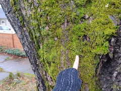 Mycena pseudocorticola