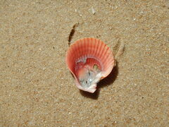 Mimachlamys asperrima