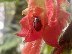 Aspicela scutata