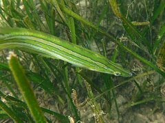 Heterostichus rostratus