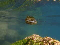 Heterostichus rostratus