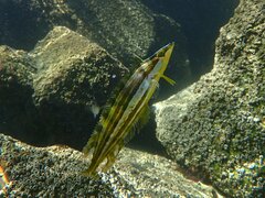 Heterostichus rostratus