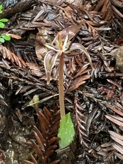 Scoliopus bigelovii