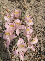 Alstroemeria pallida