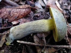 Retiboletus flavoniger