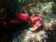 Taliepus nuttallii