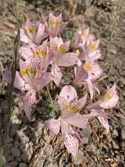 Alstroemeria pallida