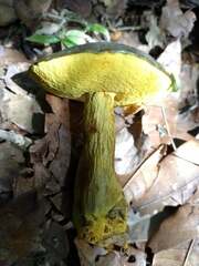 Retiboletus flavoniger