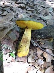 Retiboletus flavoniger