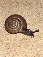 Triodopsis hopetonensis