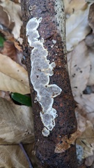 Heterochaete delicata