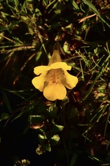 Erythranthe lutea