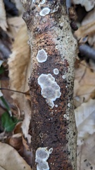 Heterochaete delicata