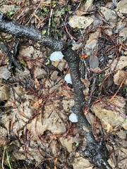 Marasmiellus candidus