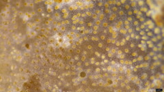 Heterochaete delicata
