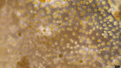 Heterochaete delicata