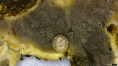 Heterochaete delicata
