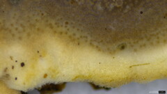 Heterochaete delicata