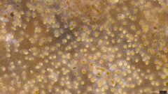 Heterochaete delicata