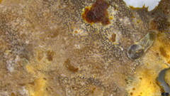 Heterochaete delicata