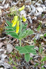 Astragalus umbellatus