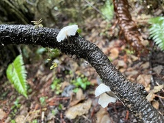 Marasmiellus candidus