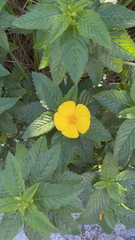 Turnera ulmifolia