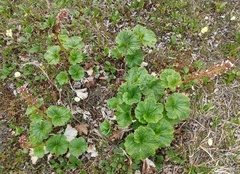 Boykinia richardsonii