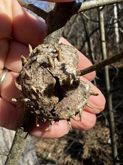 Callirhytis quercuscornigera