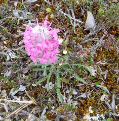 Pedicularis lanata