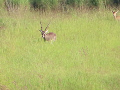Antilope cervicapra